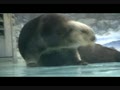 動画:ルーチがドアをトントン・・・