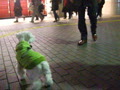 動画:シューパパをお迎えに♪