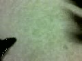 動画:ご飯まだ?