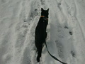 動画:黒猫のお散歩、雪の日