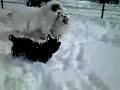 動画:雪満喫?それとも・・・